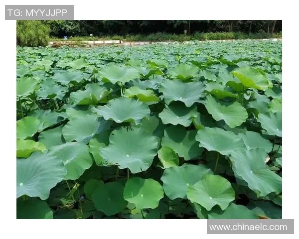 舞动人生的节奏与梦想王强的街舞故事与心路历程